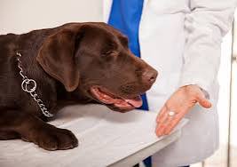 When to Use Tramadol for Your Dog