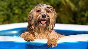 Tips for Keeping Your Dog Cool During the Summer