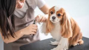 Essential Dog Grooming Tips for Beginners