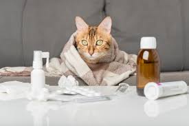 The Best Allergy Medications for Cats