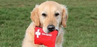 Essential Things to Know About Pet First Aid