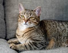 Tabby Cats 101: Everything You Need to Know About Their Distinct Features