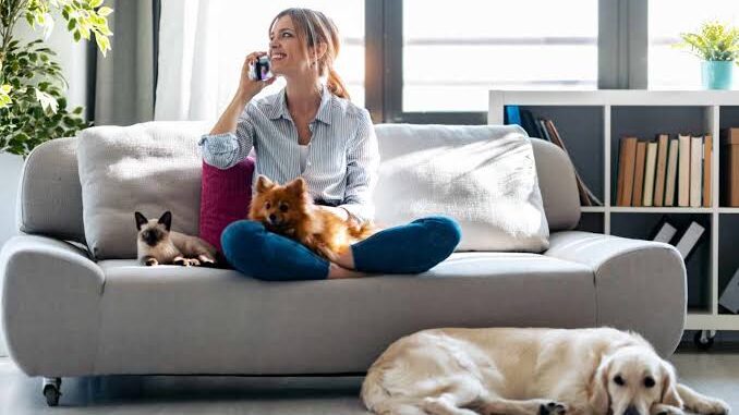 How to Make Your House More Pet Friendly