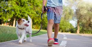 5 Eco-Friendly Ways to Clean Up After Your Dog on a Walk