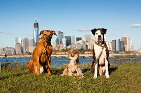 Top 5 Dog-Friendly Cities in the United States