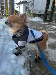 Tips For Caring for Your Dog’s Paws in the Winter