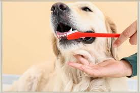 How to Make Your Pet Not Hate Getting Their Teeth Brushed