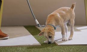 Potty Training Your Puppy