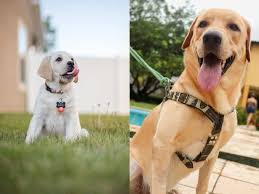 Are Harnesses or Collars Better for Walking Dogs?