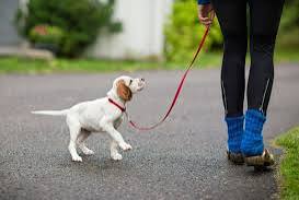 How to Train Your Dog to Walk on a Leash