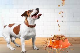 The Best Dog Foods for All Life Stages