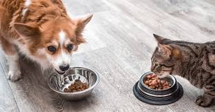 The Best Diet for Your Pet: Dog vs. Cat Nutrition