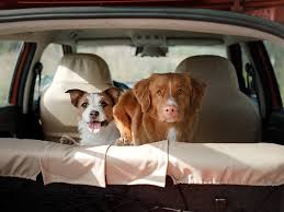 5 Most Pet-Friendly Cars