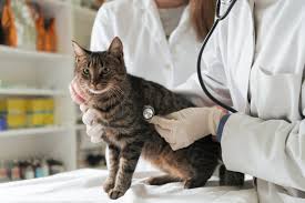 5 Common Cat Health Problems and How to Prevent Them