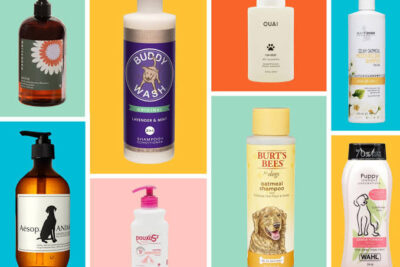 10 Best Pet Shampoos