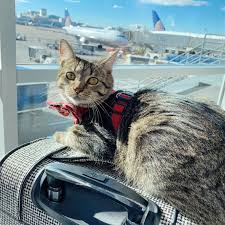 7 Tips for Traveling with a Cat 7 Tips for Traveling with a Cat