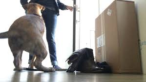 How to Train Your Dog to Wait at Doors