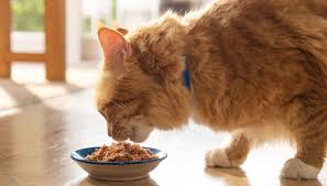 The Best Cat Foods for Weight Loss