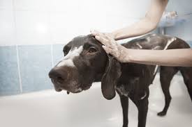 5 Ways to Make Your Dog’s Bath Time Easier 5 Ways to Make Your Dog’s Bath Time Easier