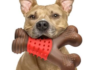 The Best Dog Toys for Heavy Chewers in 2025