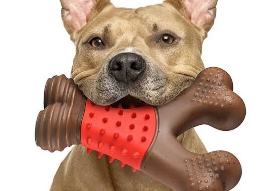 IMG_6211 The Best Dog Toys for Heavy Chewers in 2025