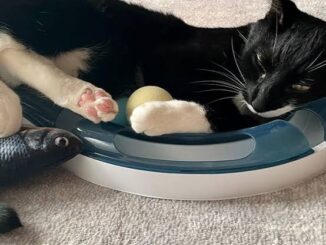The Best Catnip Toys for Feline Fun