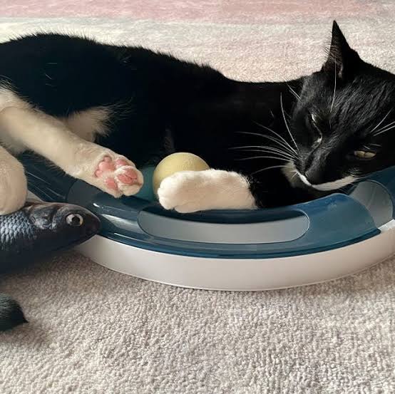 The Best Catnip Toys for Feline Fun