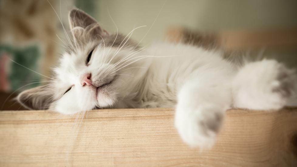 5 Ways to Help a Nervous Cat Feel Secure