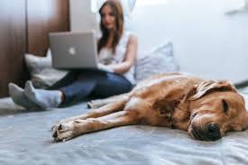 10 Tips for Moving with a Dog
