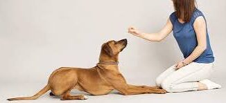 How to Train Your Dog to Lie Down
