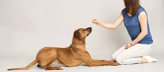 How to Train Your Dog to Lie Down How to Train Your Dog to Lie Down