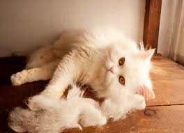 5 Effective Ways to 5 Shedding in Cats 5 Effective Ways to 5 Shedding in Cats