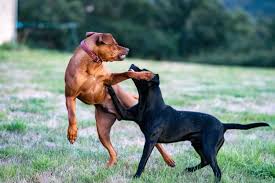 How to Deal with Dog Aggression Toward Other Dogs How to Deal with Dog Aggression Toward Other Dogs
