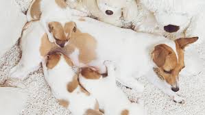 10 Tips for Caring for a Pregnant Dog 10 Tips for Caring for a Pregnant Dog