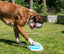 How to Stop Your Dog from Digging in the Yard
