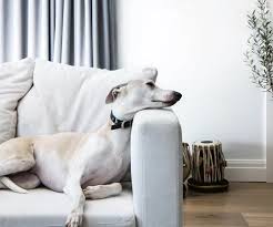 5 Ways to Make Your Home Dog-Proof 5 Ways to Make Your Home Dog-Proof