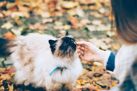 The Best Cat Treats for Training The Best Cat Treats for Training