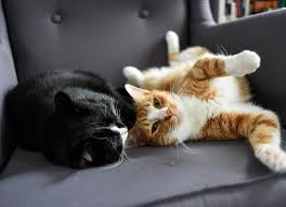 How to Introduce Two Cats Successfully How to Introduce Two Cats Successfully