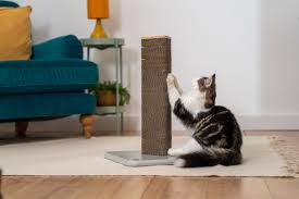 How to Train Your Cat to Use a Scratching Post