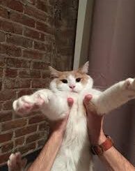 How to Handle a Cat That Hates Being Picked Up