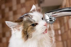 5 Tips for Keeping Your Cat Hydrated 5 Tips for Keeping Your Cat Hydrated