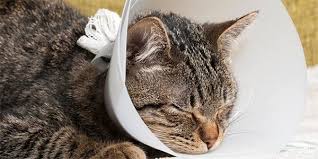 How to Help a Cat Recover from Surgery
