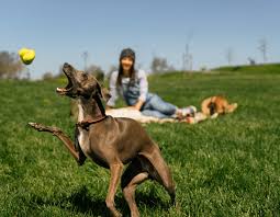 How to Teach Your Dog to Play Fetch How to Teach Your Dog to Play Fetch