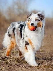 The Best Dog for Large Breeds