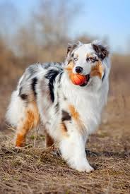 The Best Dog for Large Breeds The Best Dog for Large Breeds