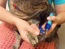 5 Ways to Keep Your Cat’s Nails Trimmed