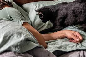 How to Stop Your Cat from Waking You Up