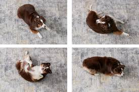 How to Teach Your Dog to Roll Over How to Teach Your Dog to Roll Over
