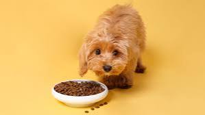 The Best Dog Foods for Sensitive Stomachs The Best Dog Foods for Sensitive Stomachs