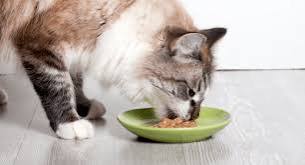5 Tips for Feeding a Senior Cat 5 Tips for Feeding a Senior Cat